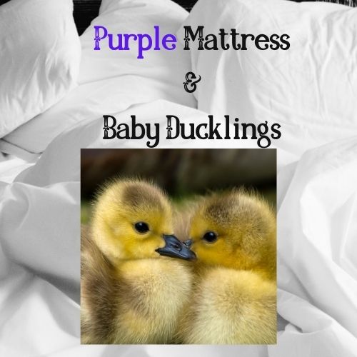 Purple Mattress and Baby Ducklings